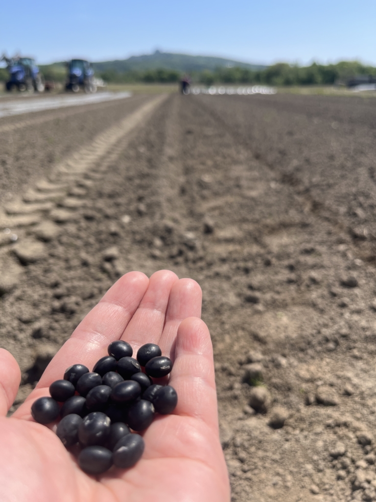 自家採種2年目を迎える黒大豆